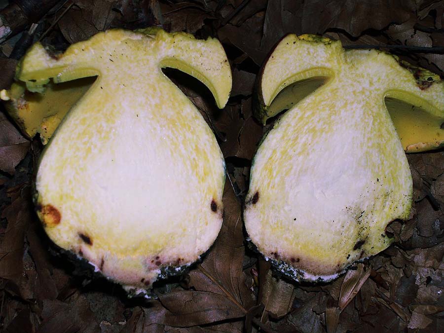 Boletus regius